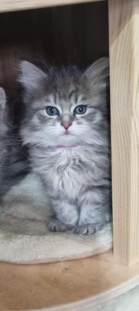 Image 10 of Pure/Pedigree  Siberian kittens  available