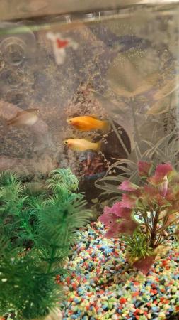 Image 1 of Small fish tank and 5 cold waterfishes.Filterincluded.