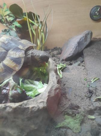 Image 2 of 3 year old herrmans tortoise with complete set up