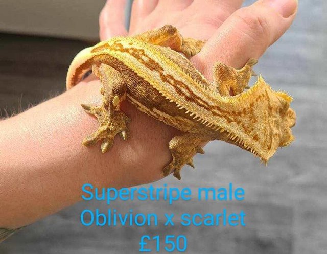 Preview of the first image of Crested geckos sexed ready to go.