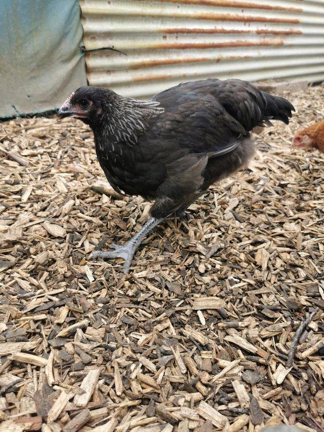 Preview of the first image of Pure Norfolk Grey pullets.