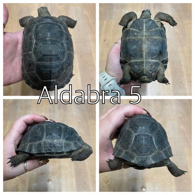 Preview of the first image of Aldabra tortoises now ready to leave at urban exotics.