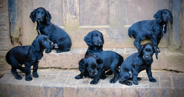 Image 6 of working cocker spaniel puppies for sale KCreg