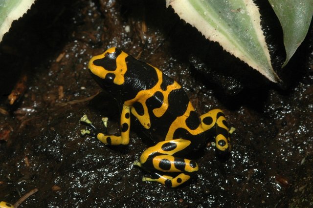 Image 5 of Bumblebee Dart Frog Yellow and Black