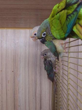 Image 8 of Conures Now Available - Hand Tame and Hand Reared