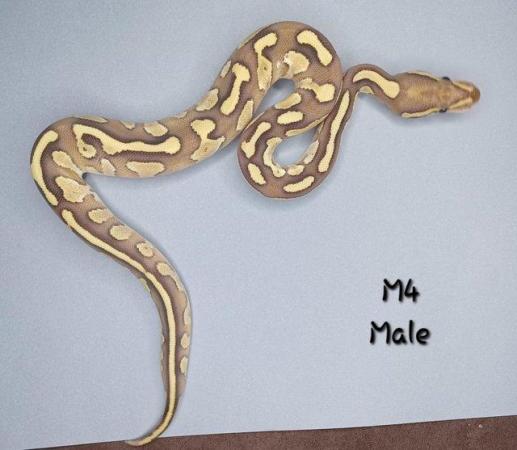Image 9 of Various Hatchling Ball Python's CB23 - Availability List