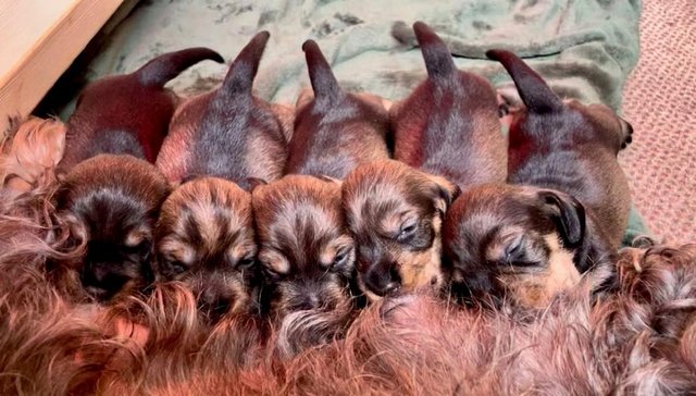 Image 2 of KC Reg Teckel Puppies - Wirehaired Dachshund