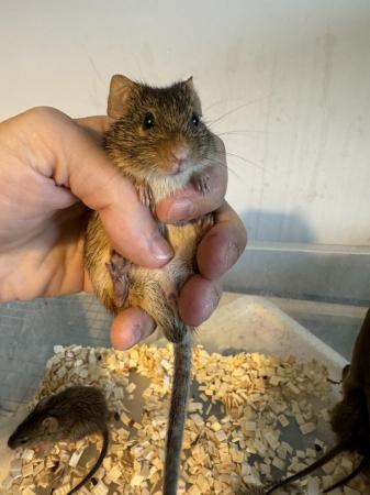 Image 4 of Various young rodents ready now great pets