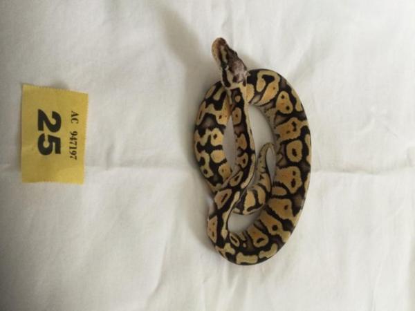 Image 5 of Baby Super Pastel Ball Python - Female