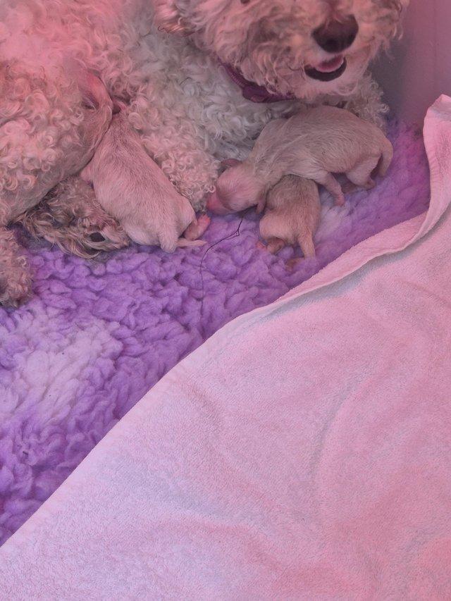 Preview of the first image of 6 Poochon puppies 4 girls 2 boys.