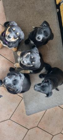 Image 18 of Rottie collie cross puppies