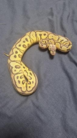 Image 1 of Royal Python Hatchlings CB23 for Sale