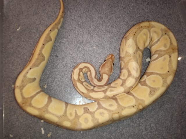 Preview of the first image of Banana X Hey Clown Ball Python- Best Offer Takes Her Quickly.