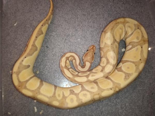 Image 1 of Banana X Hey Clown Ball Python- Best Offer Takes Her Quickly