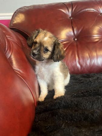 Image 3 of Beautiful Jack, Russell, puppies ready now