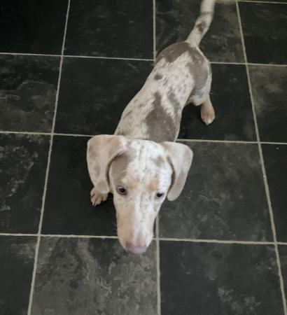 Lovely dachshund short smooth hair girl for sale in Doncaster, South Yorkshire