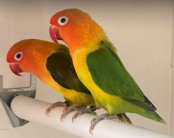 Image 10 of Lovebirds spit fallow and fallows