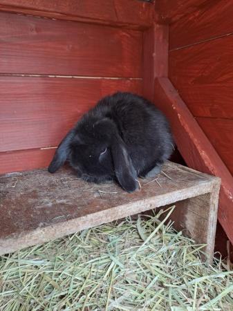 Image 4 of Mini lop ear Very looking for their forever homes