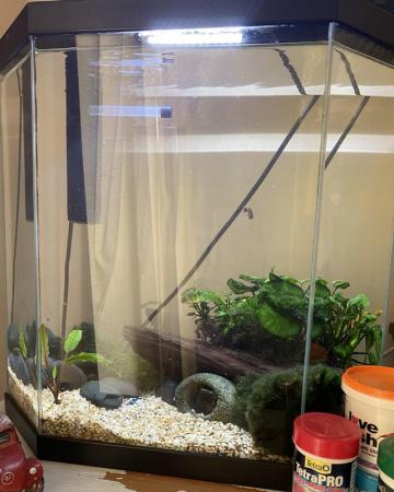 Image 1 of Fish Tank and Fish for Sale