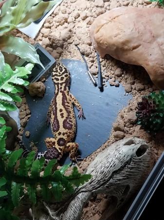 Image 12 of Female leopard gecko with everything