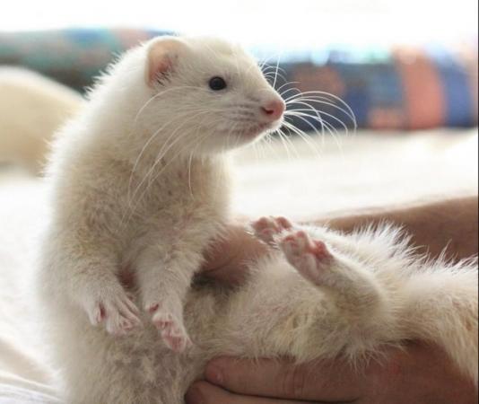 Image 2 of Baby albino/white ferret