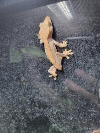 Image 3 of Stubby Crested Geckos for sale