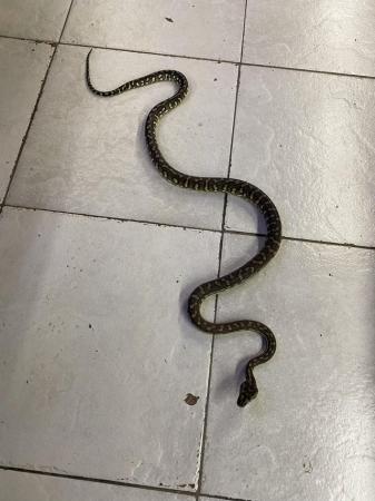Image 2 of Bredls python Male £125