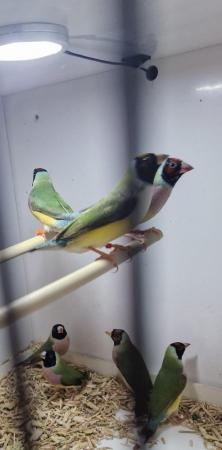 Image 2 of pairs of gouldian finches available