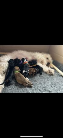 Image 7 of Doxie chon puppies, last 3 left! Reduced