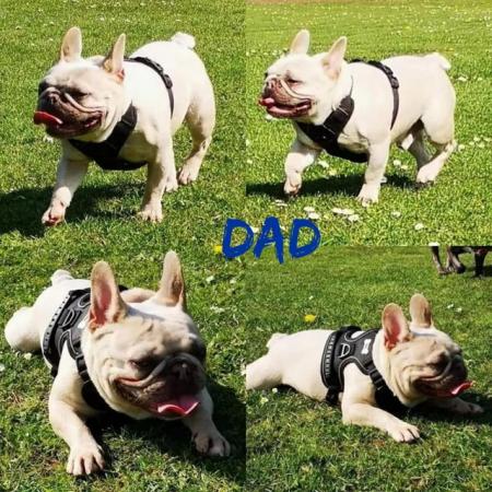 Image 9 of Beautiful KC register french bulldogs