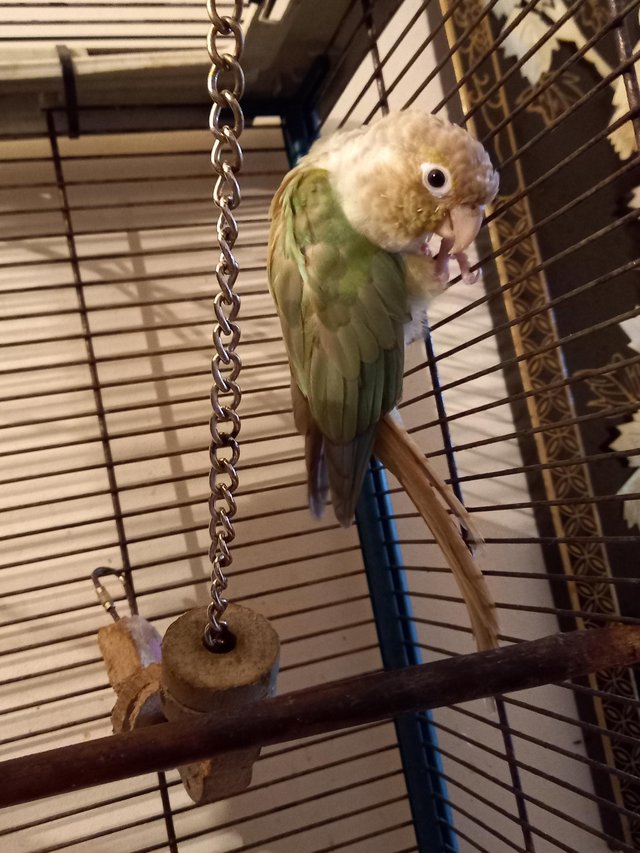 Preview of the first image of Lovely cheeky cinnamon blue conure with cage.