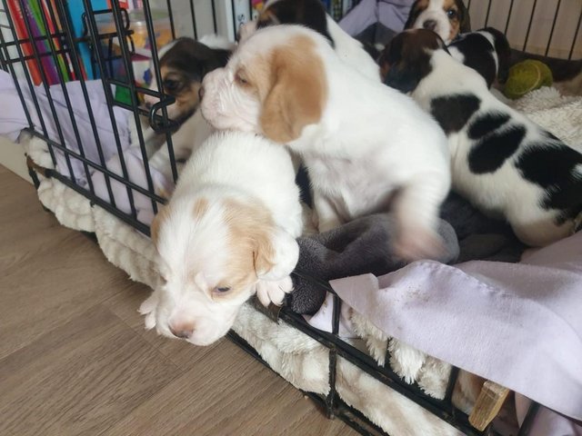 Preview of the first image of Astonishing Beagle puppies.