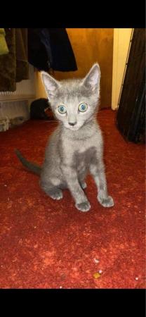 Image 5 of 6 Full pedigree russian blue kittens. GCCF registered.