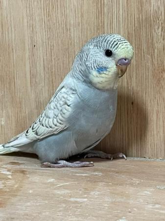Image 3 of Baby budgies and breeding pairs for sale