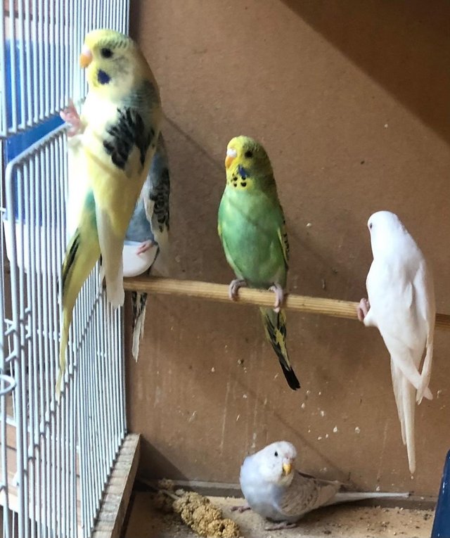 Preview of the first image of Young budgies looking for good homes.