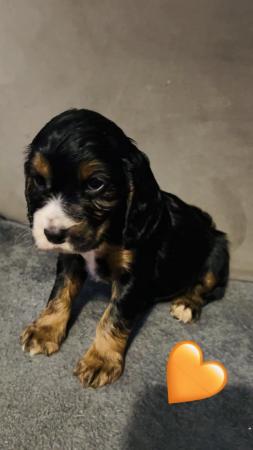 Image 10 of Working Cocker spaniel puppies