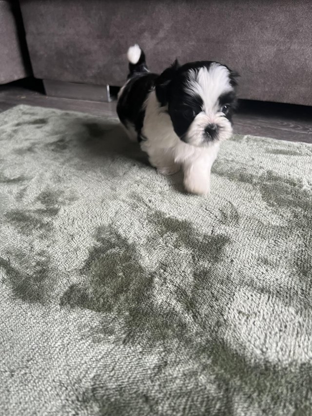 Preview of the first image of Shih tzu x Lhasa apso puppies beautiful markings.