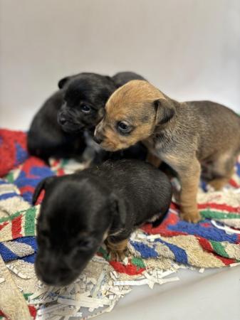 Jack Russell Puppies for sale in Leek, Staffordshire - Image 5