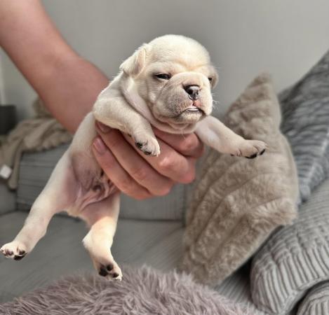 Image 6 of Lilac and Merle carriers French Bulldog Puppies