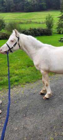 Image 3 of Beautiful cremello section c colt