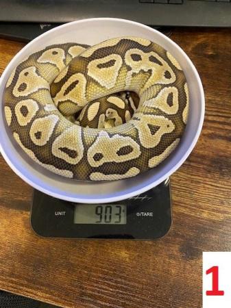 Image 2 of Various Royal Pythons - Reduced