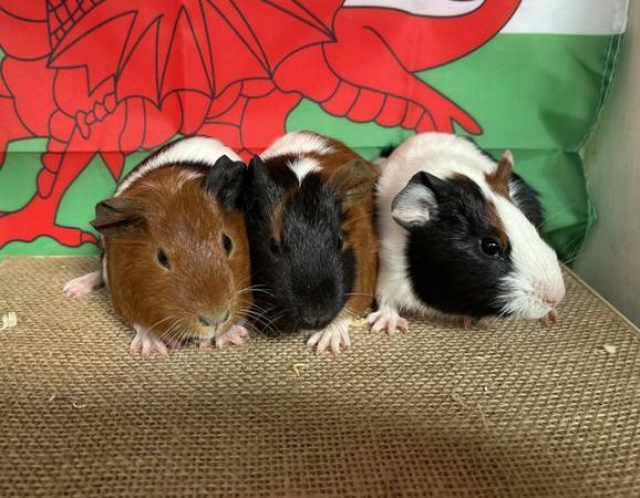 Image 3 of Gorgeous baby Guinea pigs