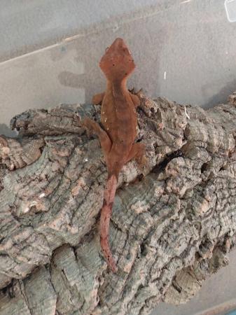 Image 6 of Grown on Crested Geckos