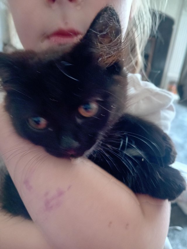BEAUTIFUL!! Kittens, ready to go to there new homes! — photo 3 of 4