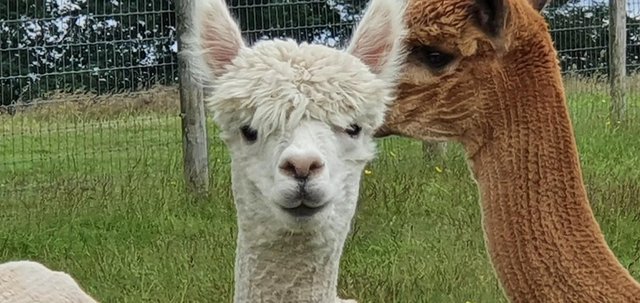 Image 2 of Alpacas - Group of Registered, friendly, young pets