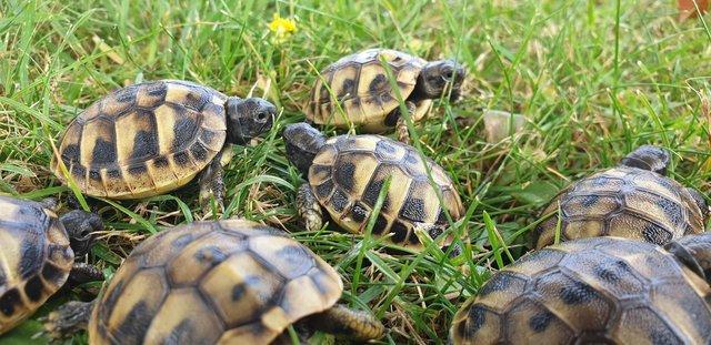 Image 2 of Hermanns Baby tortoises Hatched 2023