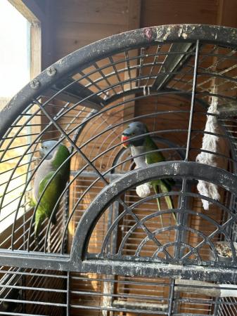 Image 2 of Derbayn parrot for sale one male and two females