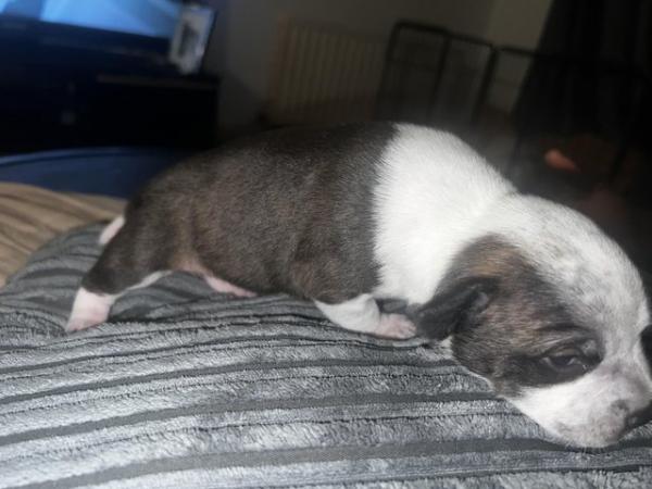 Image 13 of Beautiful Staffordshire Bull Terrier puppies