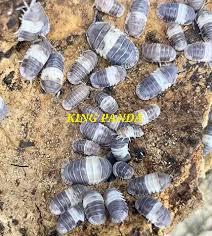 Image 1 of Isopods King, dwarf, murina