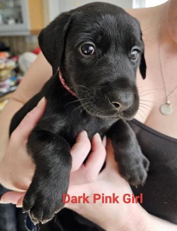 Image 1 of Doberman x Labrador puppies for sale
